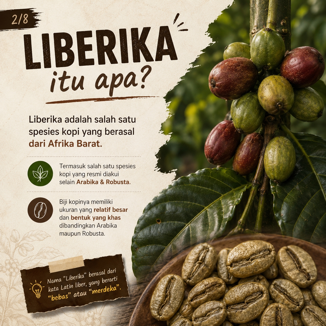 Kopi Liberika 02