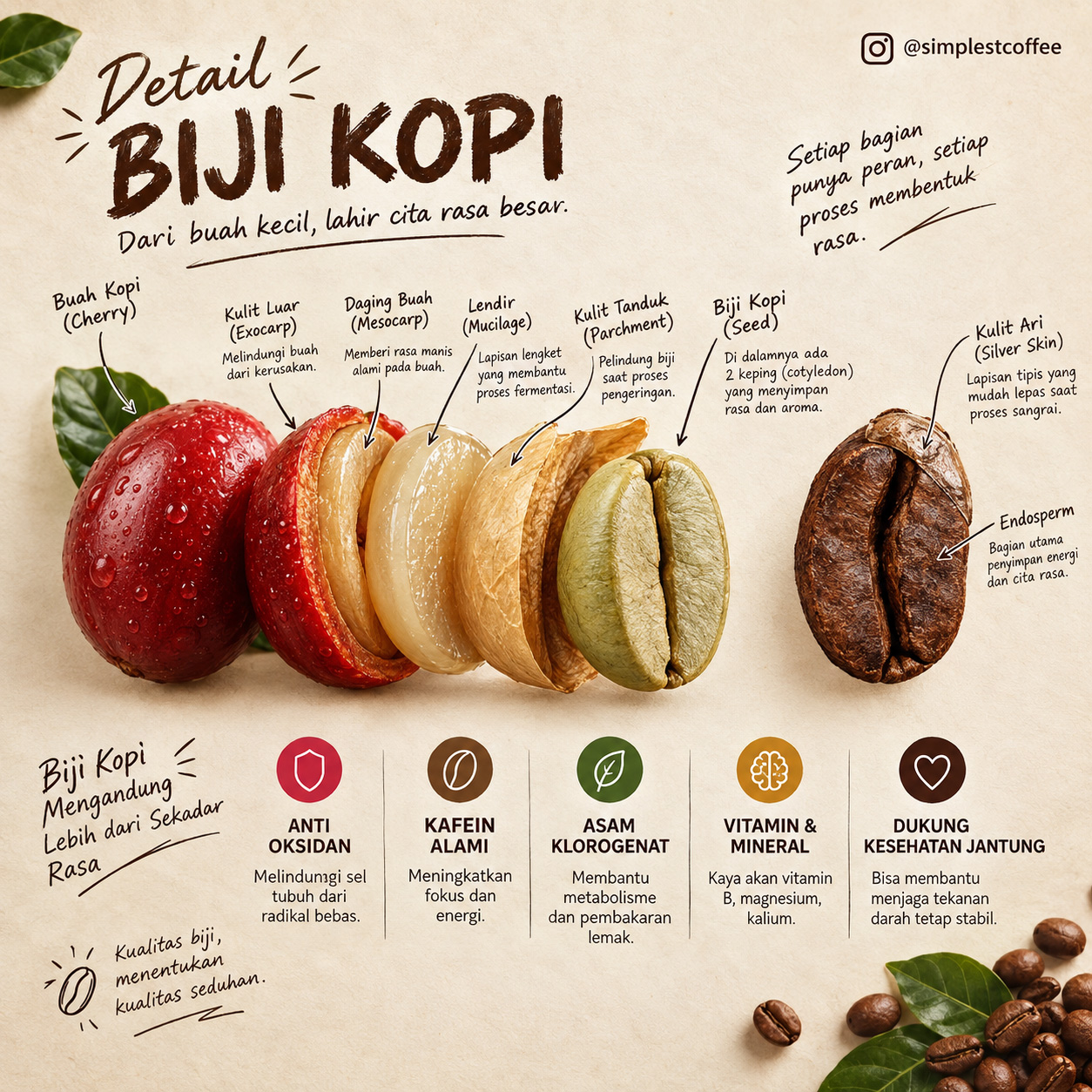 Anatomi-Biji-Kopi